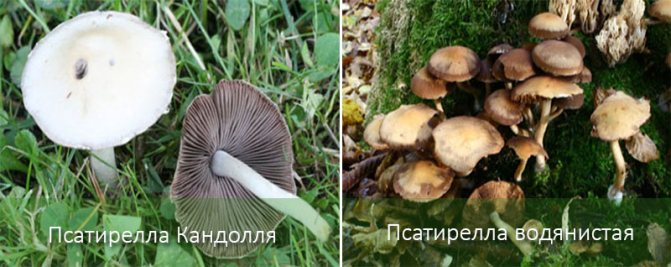 Опенок кирпично-красный (Hypholoma lateritium или Hypholoma sublateritium): фото, описание и как готовить условно-съедобный гриб