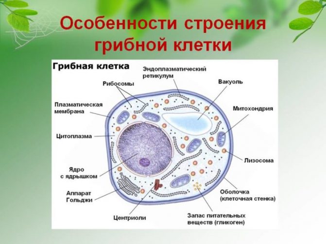 Клетка гриба: строение и особенности
