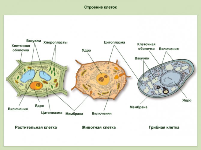 Клетка гриба: строение и особенности