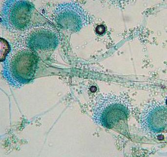 органоиды клетки гриба