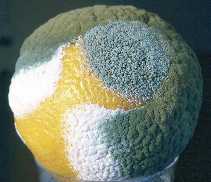 характеристика клеток грибов