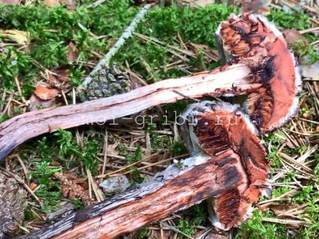 Шишкогриб хлопьеножковый (Strobilomyces floccopus): фото, описание и как готовить гриб