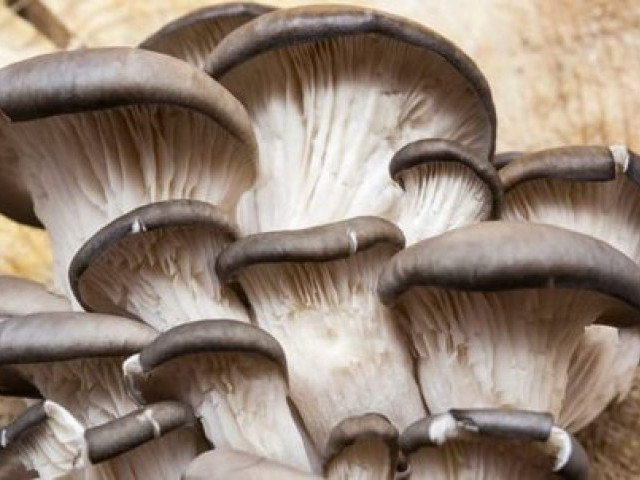 Как готовить вешенки: рецепты первых и вторых блюд с грибами