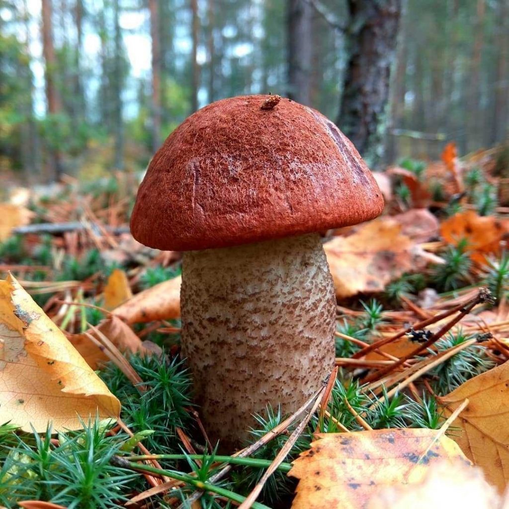 Красноголовики грибы