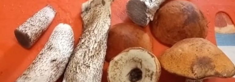 Как приготовить грибы подосиновики - 8 рецептов (с фото)