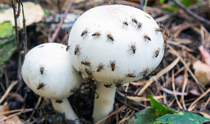 Болезни и вредители грибов: описание и способы борьбы