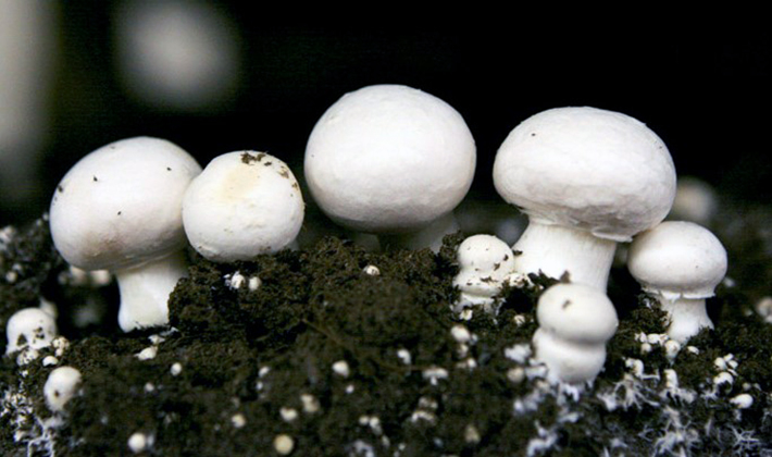 Болезни и вредители грибов: описание и способы борьбы