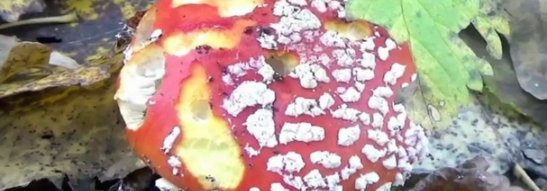Виды болезней и вредителей мицелия грибов: фото, названия и возбудители инфекционных грибных заболеваний и насекомых