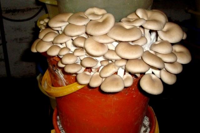 Выращивание грибов в домашних условиях для новичков - Советы и технологии