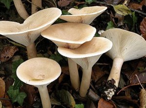 Говорушка серая или дымчатая: описание и съедобность гриба