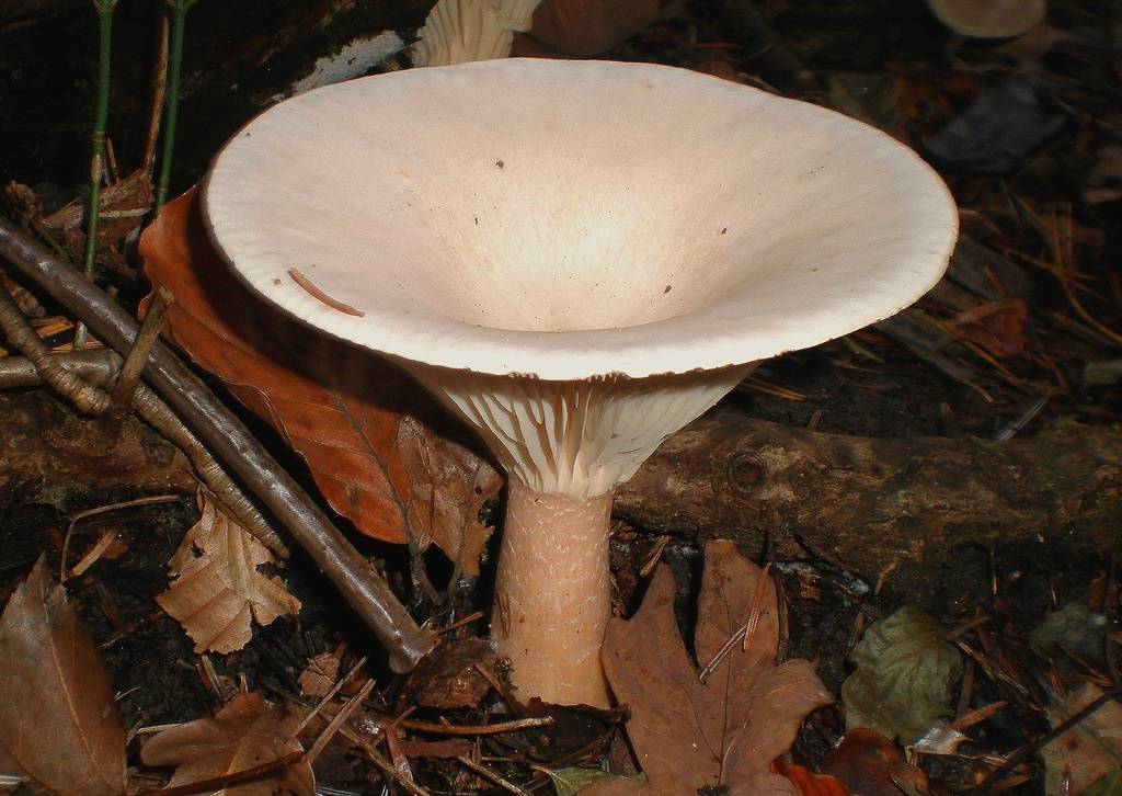 Говорушка подогнутая: описание гриба, места распространения
