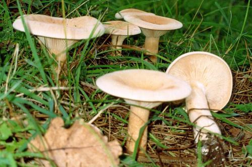Описание и особенности применения гриба говорушка подогнутая