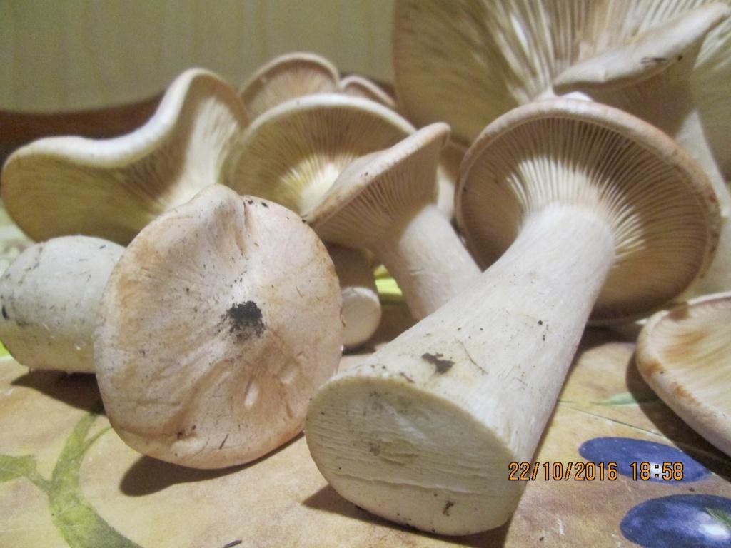 Чем отличаются съедобные говорушки от ложных грибов