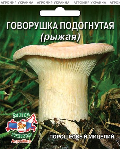Описание говорушки подогнутой, места распространения гриба