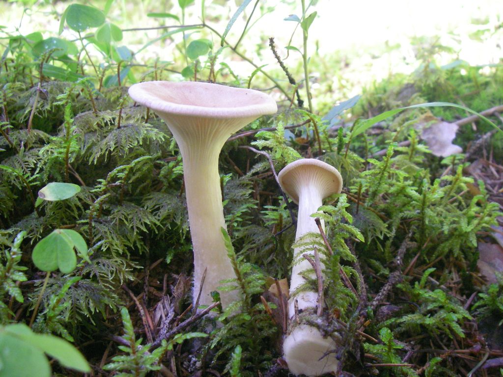 Говорушка (гриб): фото, описание, как готовить :: syl.ru
