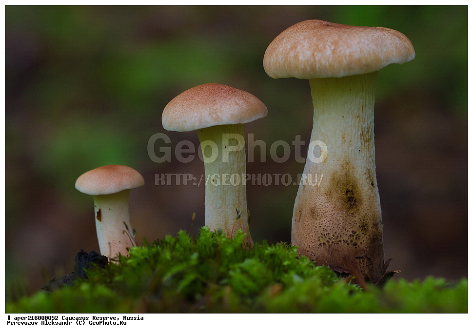 Говорушки грибы: фото и описание, съедобные и несъедобные виды
