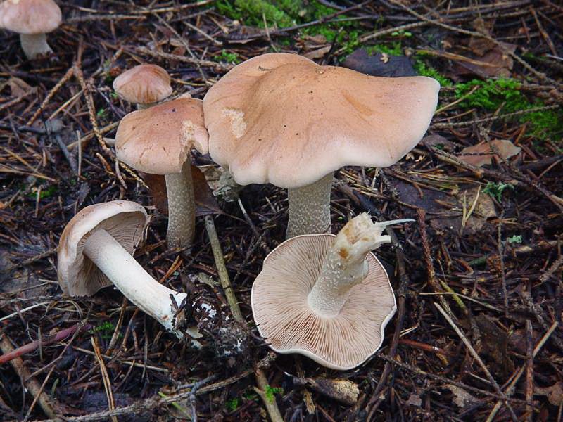 Валуи: рецепты приготовления грибов в домашних условиях