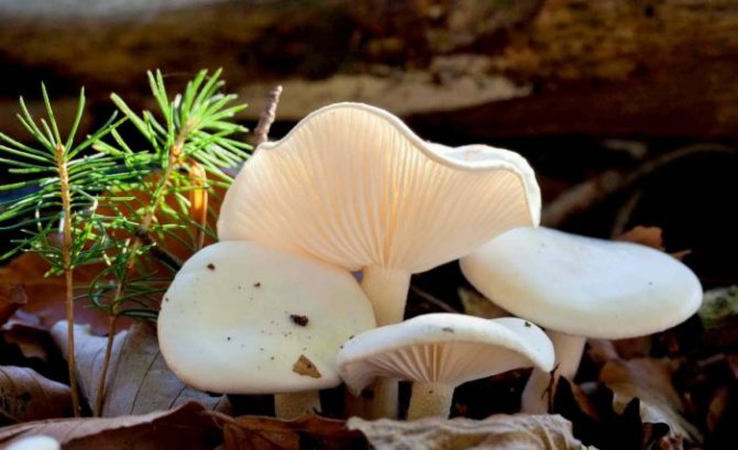 Желтовато-белые грибы Гигрофоры