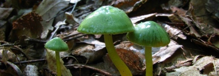 Гигрофор: лечебные свойства, польза и возможный вред гриба, ядовитые и несъедобные виды, применение
