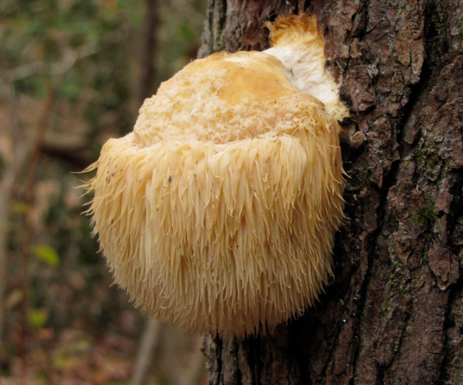 Ежовик гриб — фото и описание, чем отличается от ядовитых грибов. | cельхозпортал