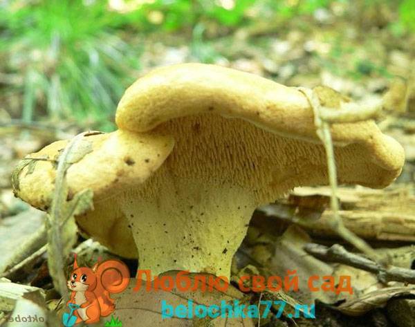 Съедобен ли гриб ежовик и его описание (+30 фото)?