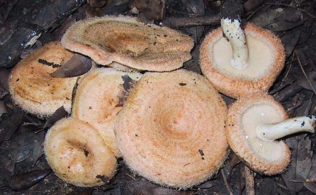 Грибы млечники (lat: Lactarius): фото и описание, как выглядят, где и как растут, съедобные и несъедобные, ядовитые виды