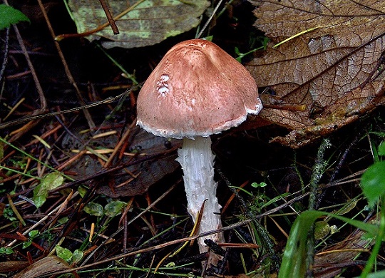 30 самых опасных, ядовитых грибов России и мира