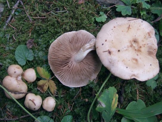30 самых опасных, ядовитых грибов России и мира