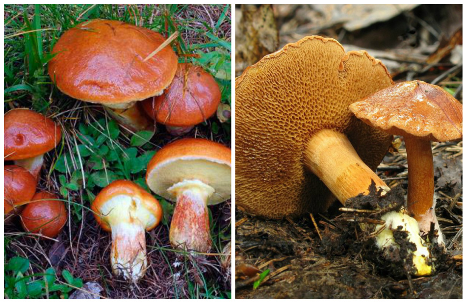 Отличить грибы от ядовитых очень важно