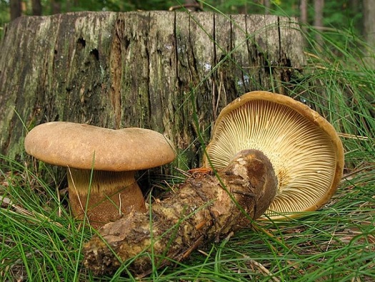 Рыжики: полезные свойства грибов, вред, применение в народной медицине