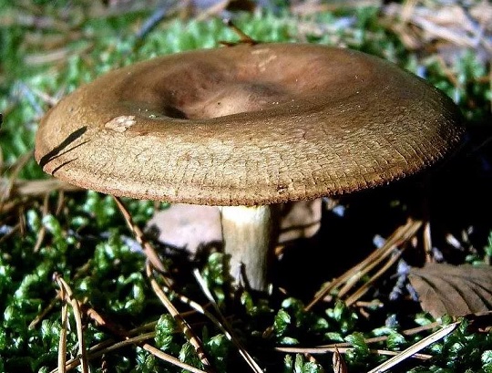 Рыжики: полезные свойства грибов, вред, применение в народной медицине