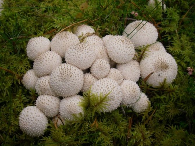 Гриб дождевик - 75 фото грибов с телами замкнутого строения