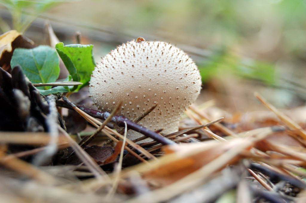 Ядовитые грибы – список, фото, название, описание, видео, как отличить