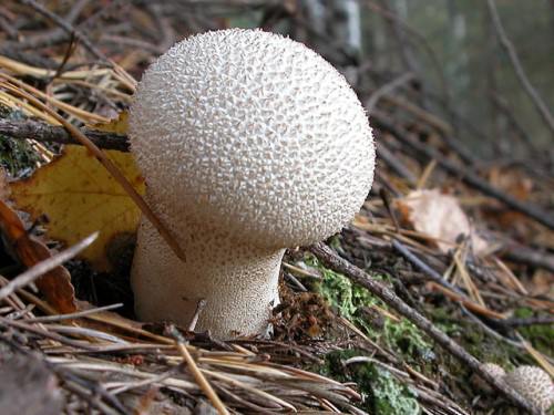 Как отличить гриб дождевик от разных видов ложнодождевика