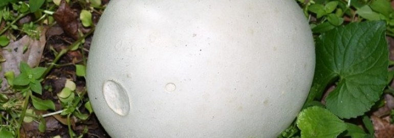 Гриб дождевик съедобный: +21 фото, как отличить от ядовитого и описание