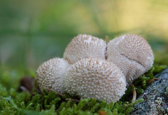 Гриб дождевик — характеристика и свойства съедобного гриба + 75 фото