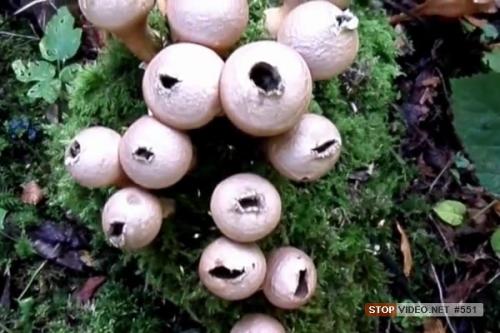 Гриб дождевик лечебные свойства. пищевая ценность и вкусовые качества грибов дождевиков