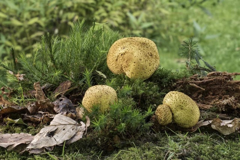 Гриб дождевик: полезные и лечебные свойства, ядовитые и несъедобные виды гриба, применение в медицине