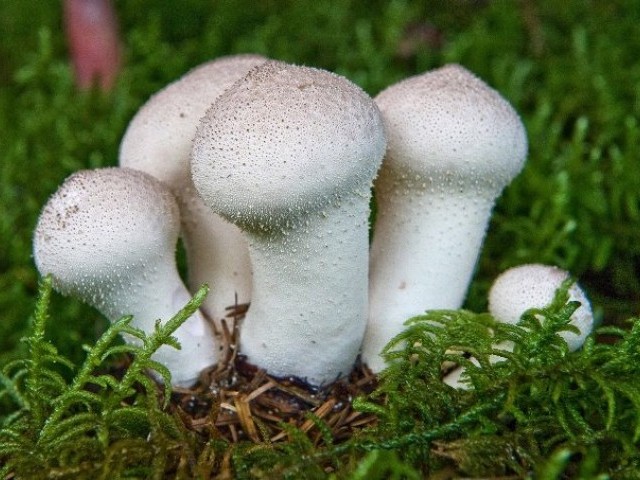 Гриб дождевик: полезные и лечебные свойства, ядовитые и несъедобные виды гриба, применение в медицине
