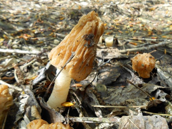 Какие грибы собирают в апреле. Сморчок. Весенние грибы. Весенние грибы съедобные. Грибы растущие в мае.