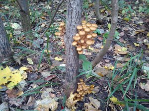 Какие грибы растут под соснами в сосновых лесах и какие из них съедобные