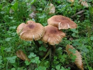 Какие грибы растут под соснами в лесу: фото