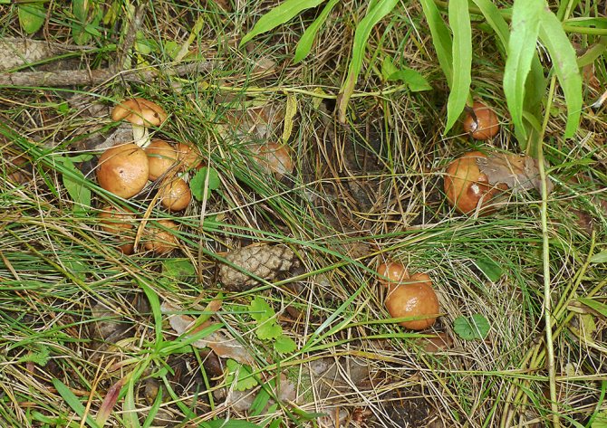 Какие грибы растут под соснами в сосновых лесах и какие из них съедобные