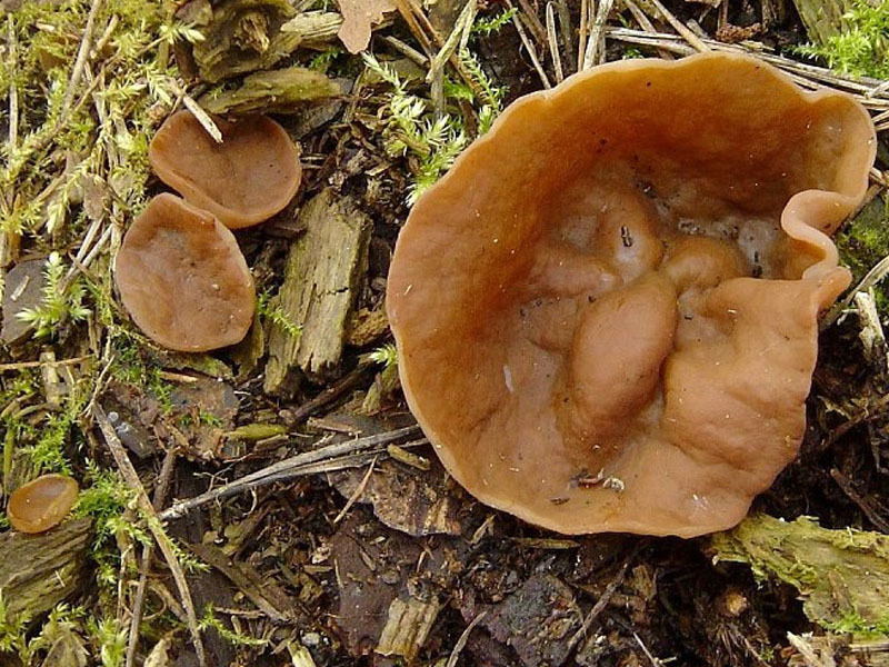 Весенние грибы фото и названия