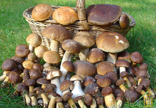 Осенние грибы — когда и какие пойдут, как отличить от опасных двойников