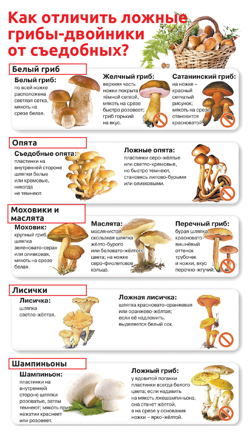 список июльских съедобных грибов + фото 1