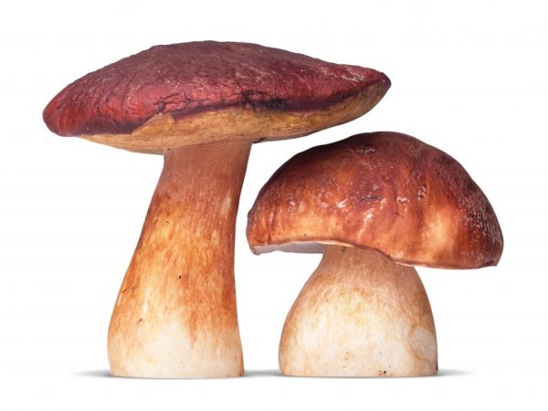 Шляпочные грибы: строение, питание и размножение