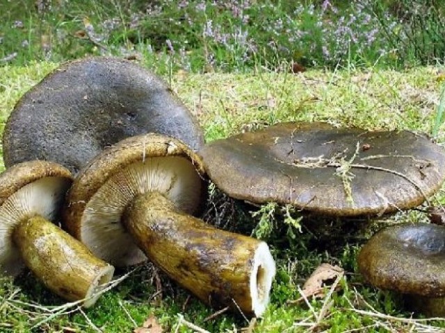 Шляпочные грибы: строение, питание и размножение