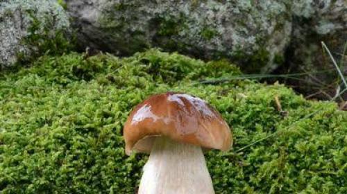 На какой день после дождя появляются грибы осенью. Грибы после дождя 02