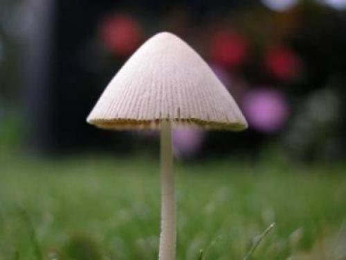 На какой день после дождя появляются грибы осенью. Грибы после дождя 03